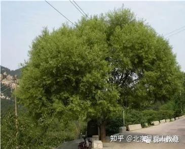 景观人植物理论系列 北方园林绿化常用乔木总述 知乎