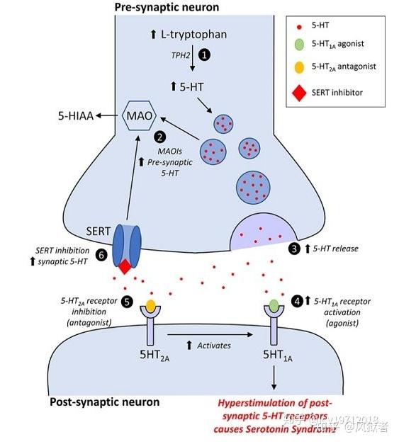 二,5-羟色胺(5-ht)