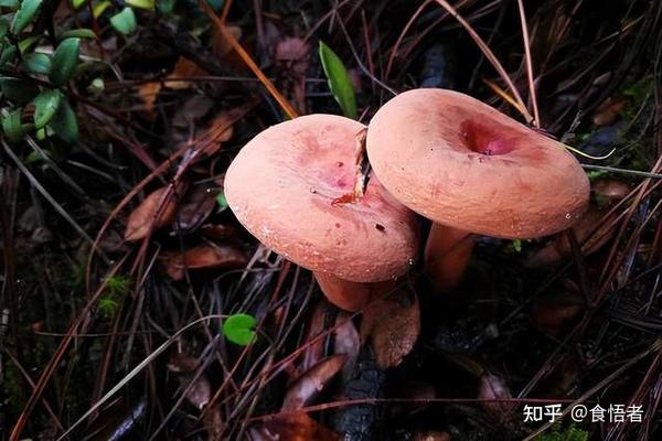 云南美食文化——22种可食用野生菌的烹饪应用 - 知乎