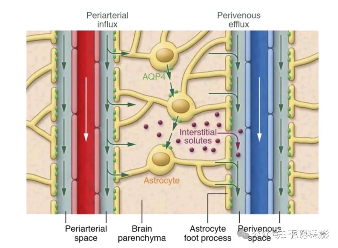 人类的脑脊液淋巴系统：磁共振成像研究- 知乎