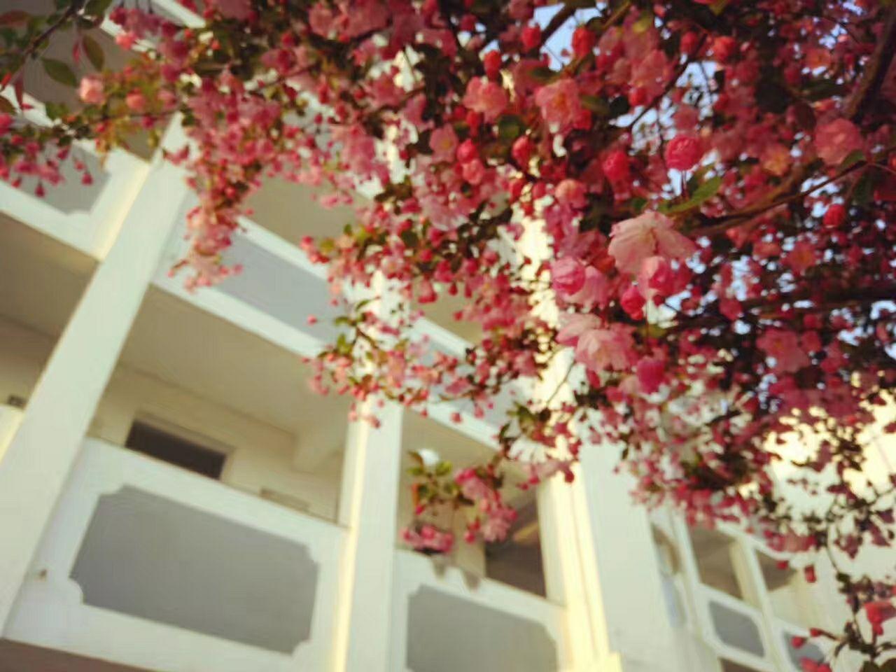 晚上怎么拍海棠花 v2-1313ea050819506924cd0265ab768c53_r.jpg