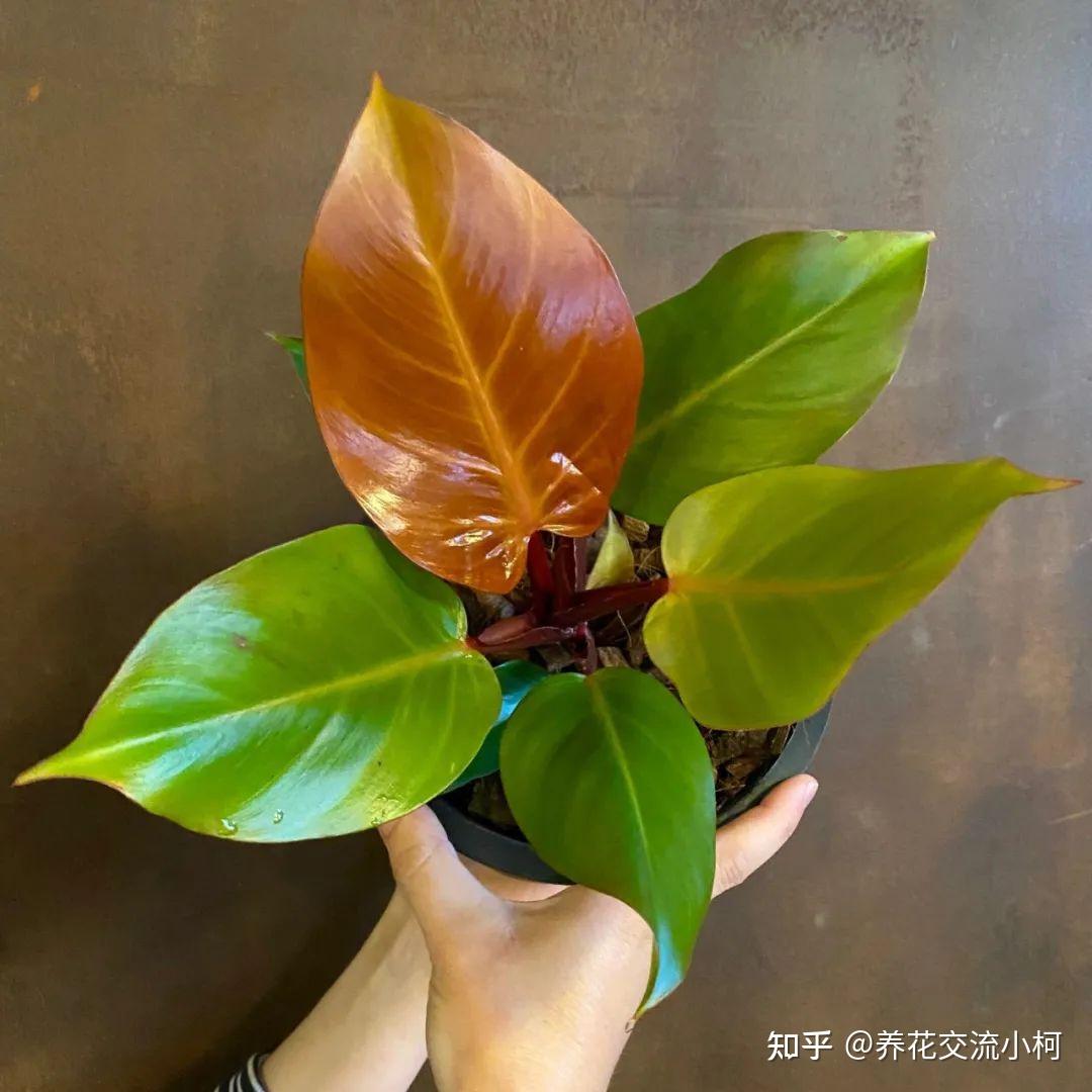 carmen plant Aglaonema Donna Carmen – Tropical Houseplant main image 0