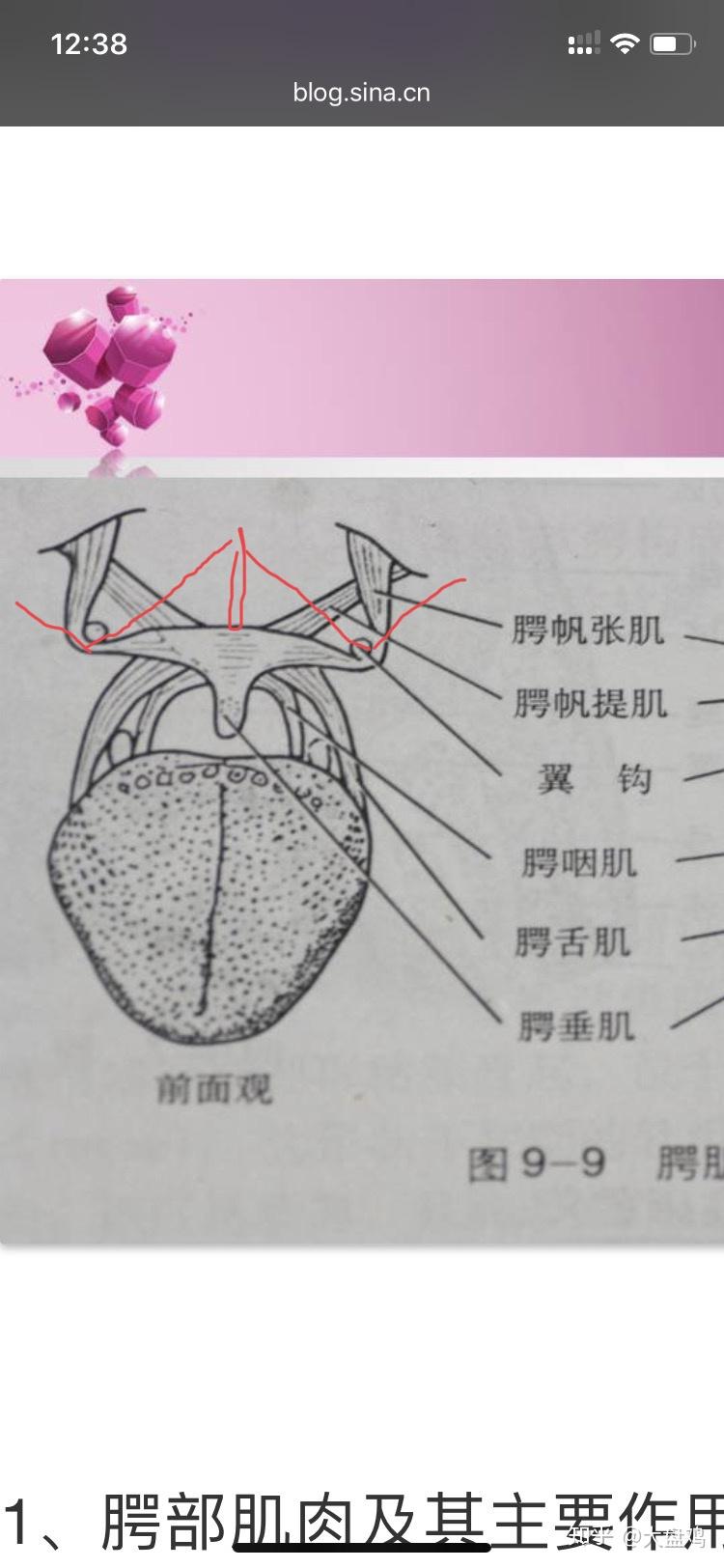 如何练习btv耳压平衡 法兰左