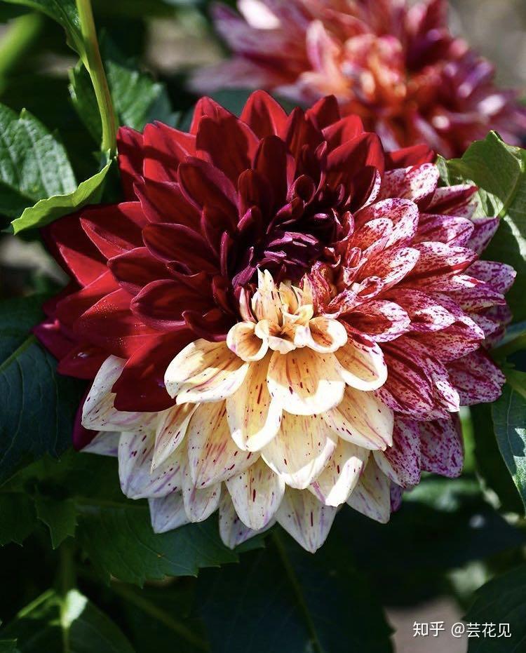 大丽花的品种繁多,目前已经超过了3万种.