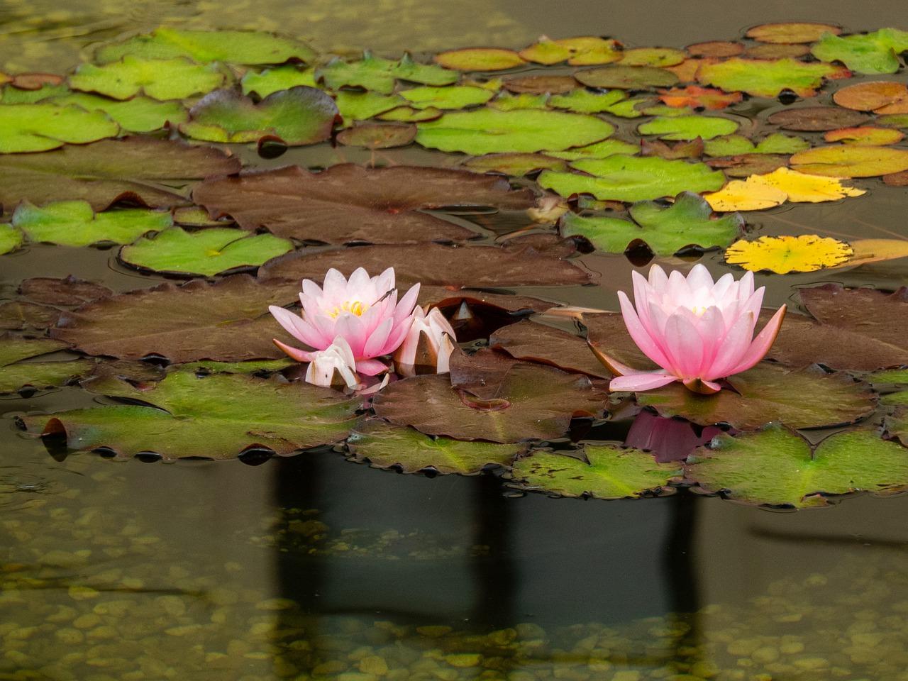 2. 昆虫传播植物