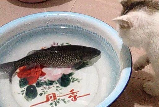 如何让猫跟花瓶共存 知乎