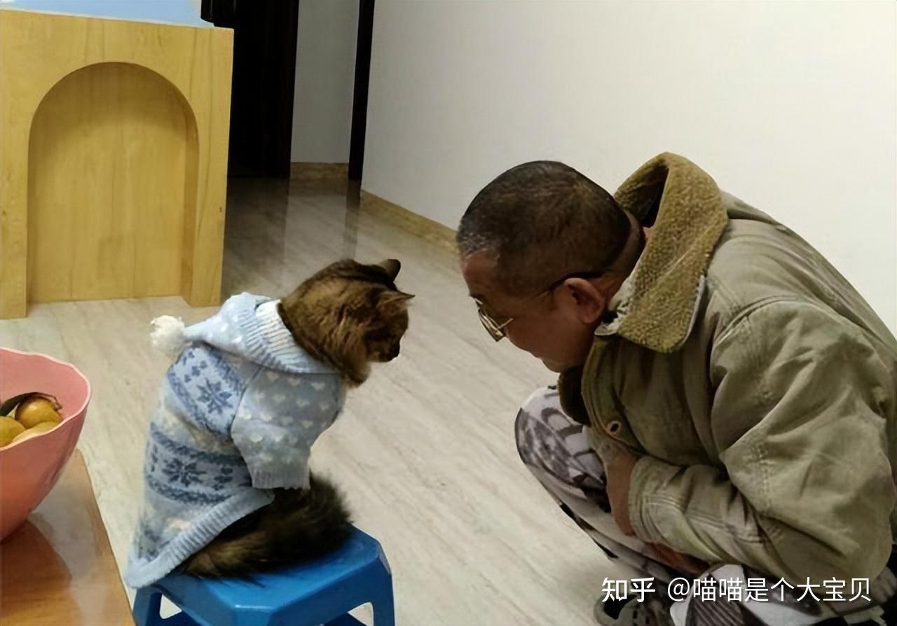 养猫和不养猫的人,有什么差别?你都中了吗? - 知乎