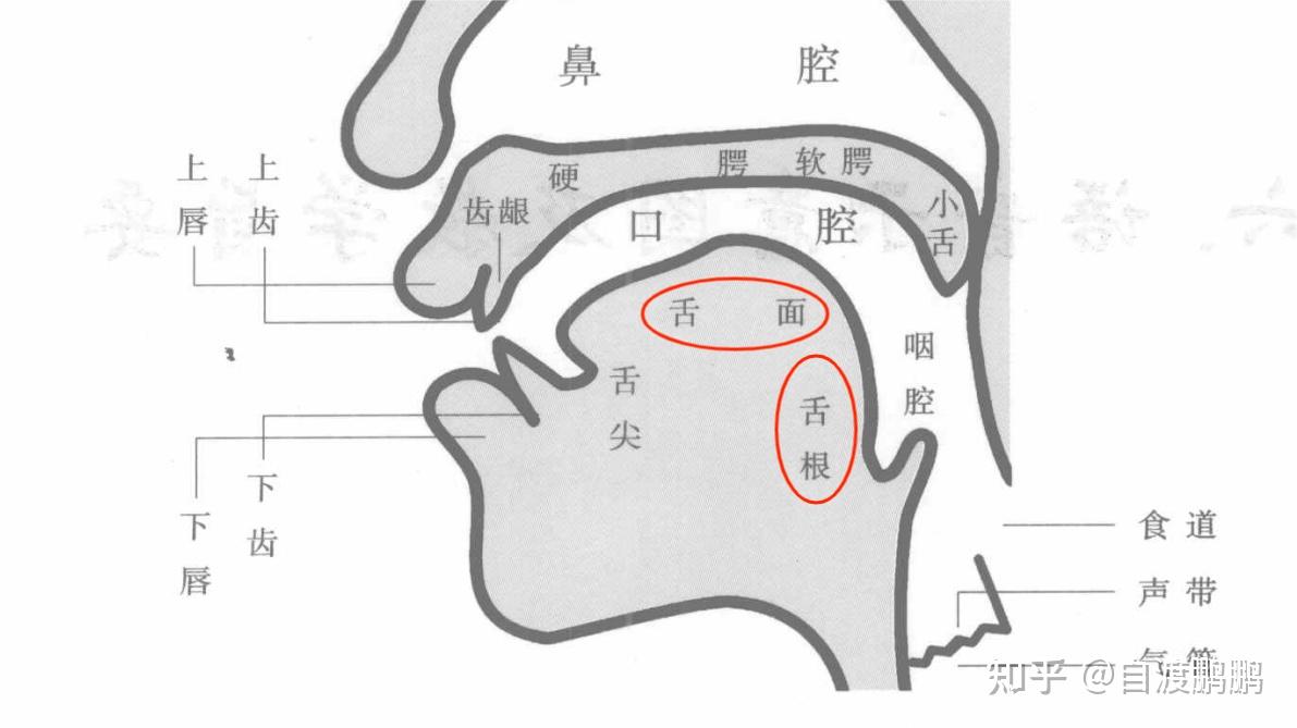 舌根在哪个位置图片