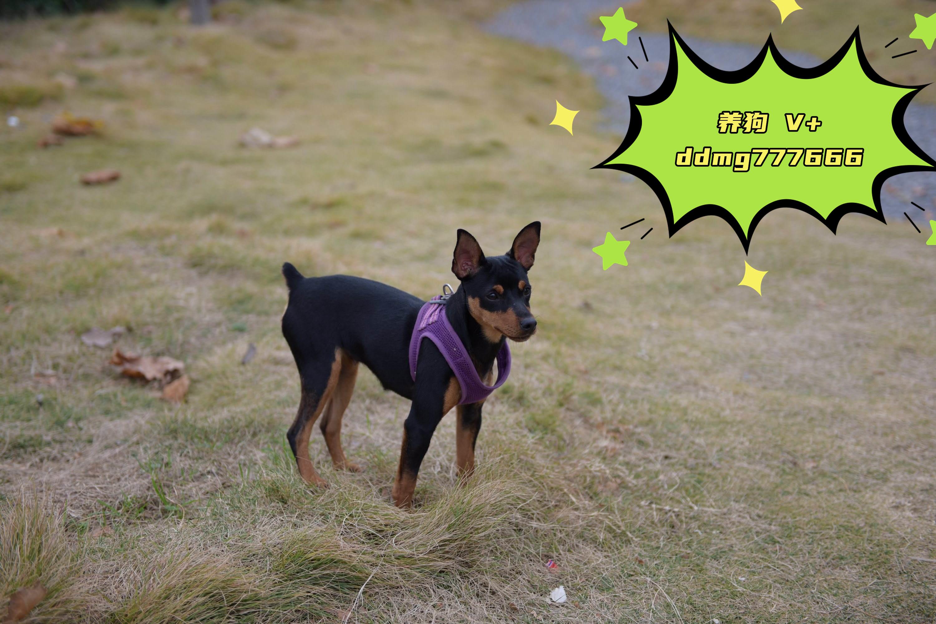 新人养狗,小鹿犬,很凶,咬人,怎么办? - 知乎