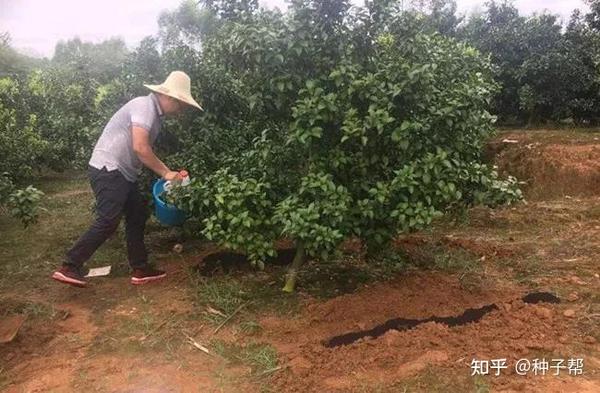 树木一般用什么肥料 对树木生长快用什么肥料 让树木快速生长的肥料