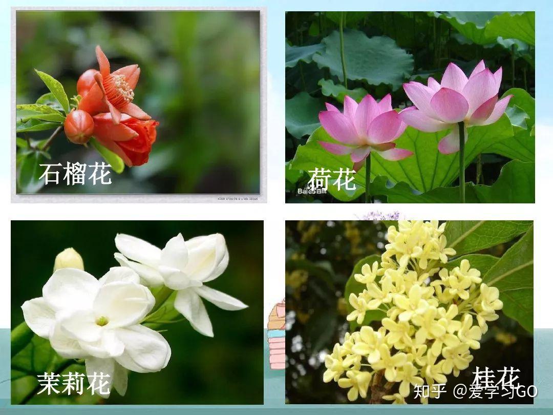 部编版小学语文二年级上册我爱阅读十二月花名歌图文解读知识点
