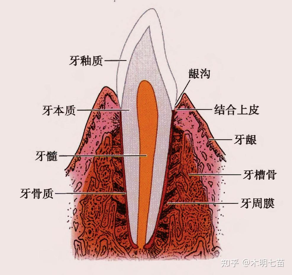 牙关位置图片