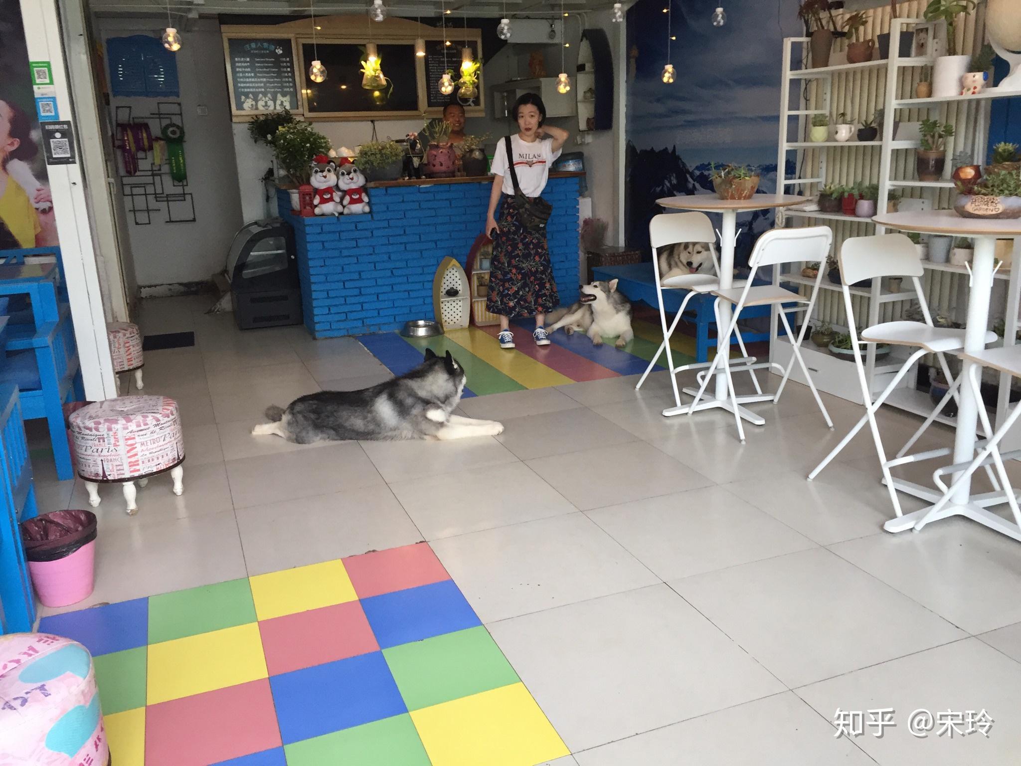 为什么到处是猫咖,却没听说过有狗咖? - 知乎