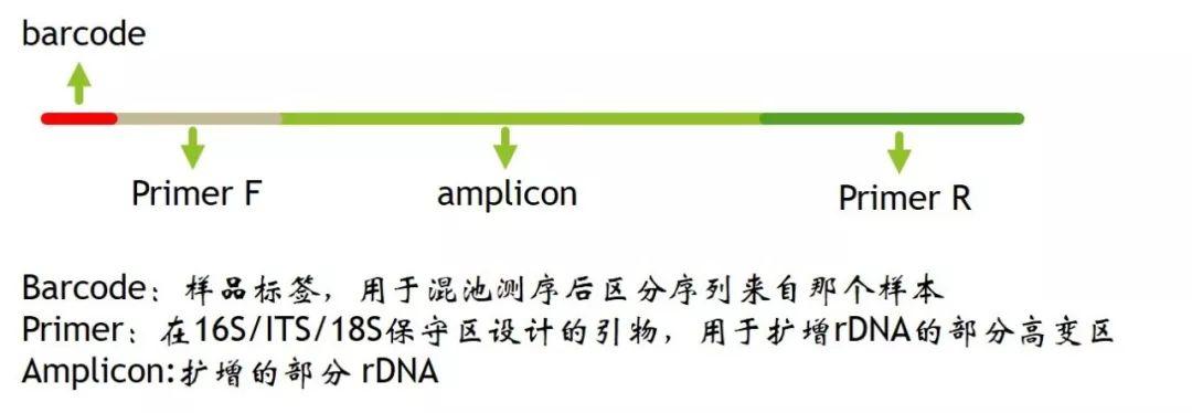 微生物组-扩增子16S分析和可视化(2025.11) - 知乎