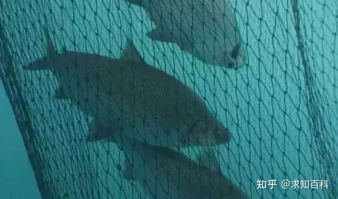 冷水皇后高白鲑,一条动辄千元,看懂来历直呼物超所值! - 知乎