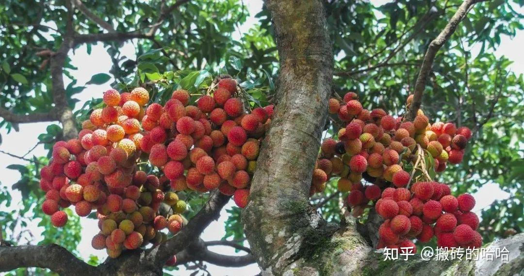 从《长安的荔枝》看高州:千年贡品如何变身百亿顶流? - 知乎