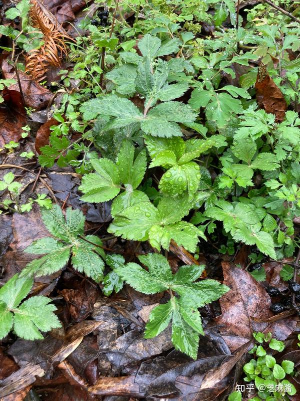 鸭巴掌野菜图片