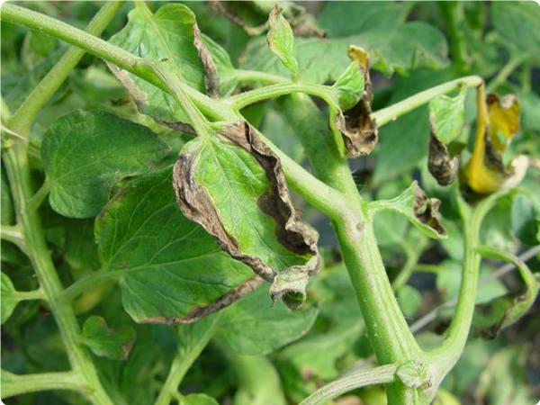 西红柿磷肥不足与过量症状