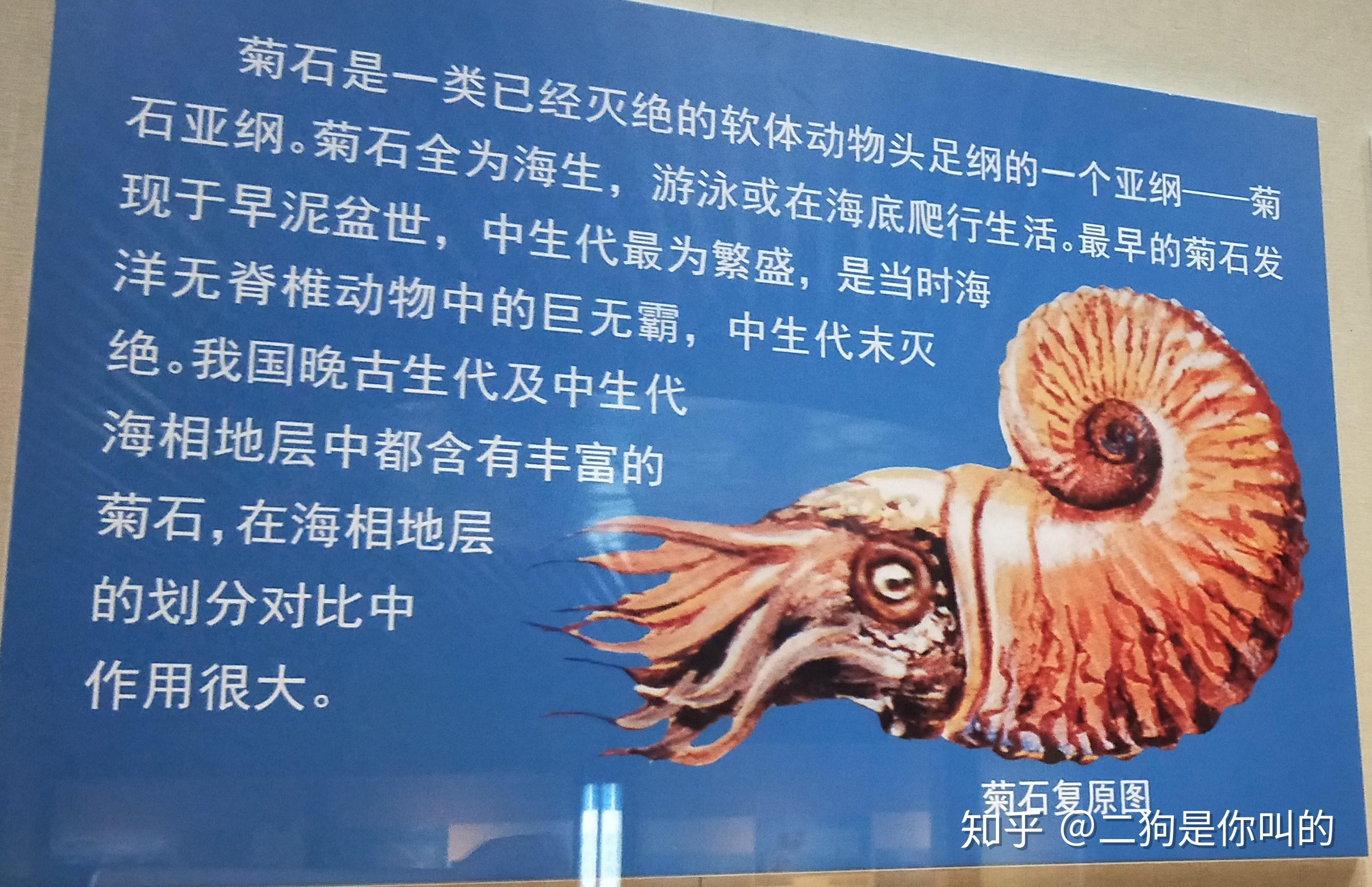 都是怎么吃菊石的? - 知乎