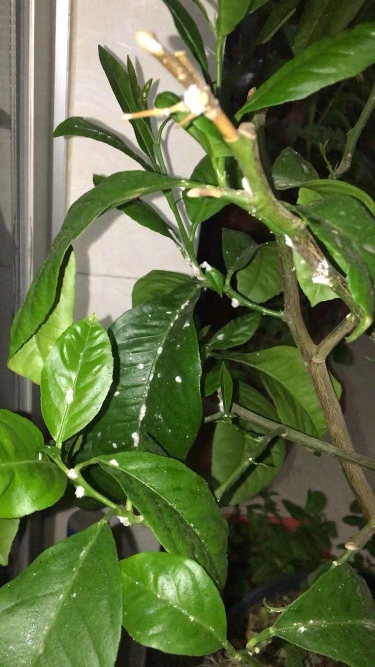 柠檬树上都是粉蚧怎么办益虫粉蚧瓢虫一周不到把虫灭高手