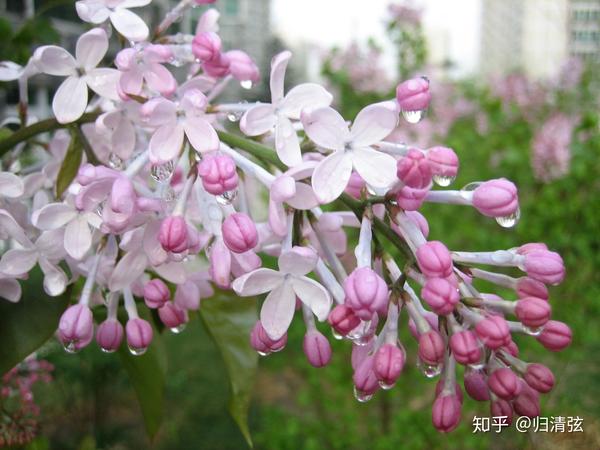 丁香花的学名是什么 丁香拉丁学名 Ixieme网
