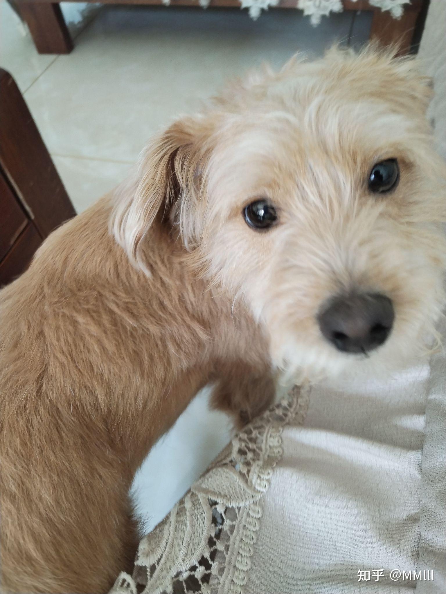 柴犬跟泰迪的串串是什么样子