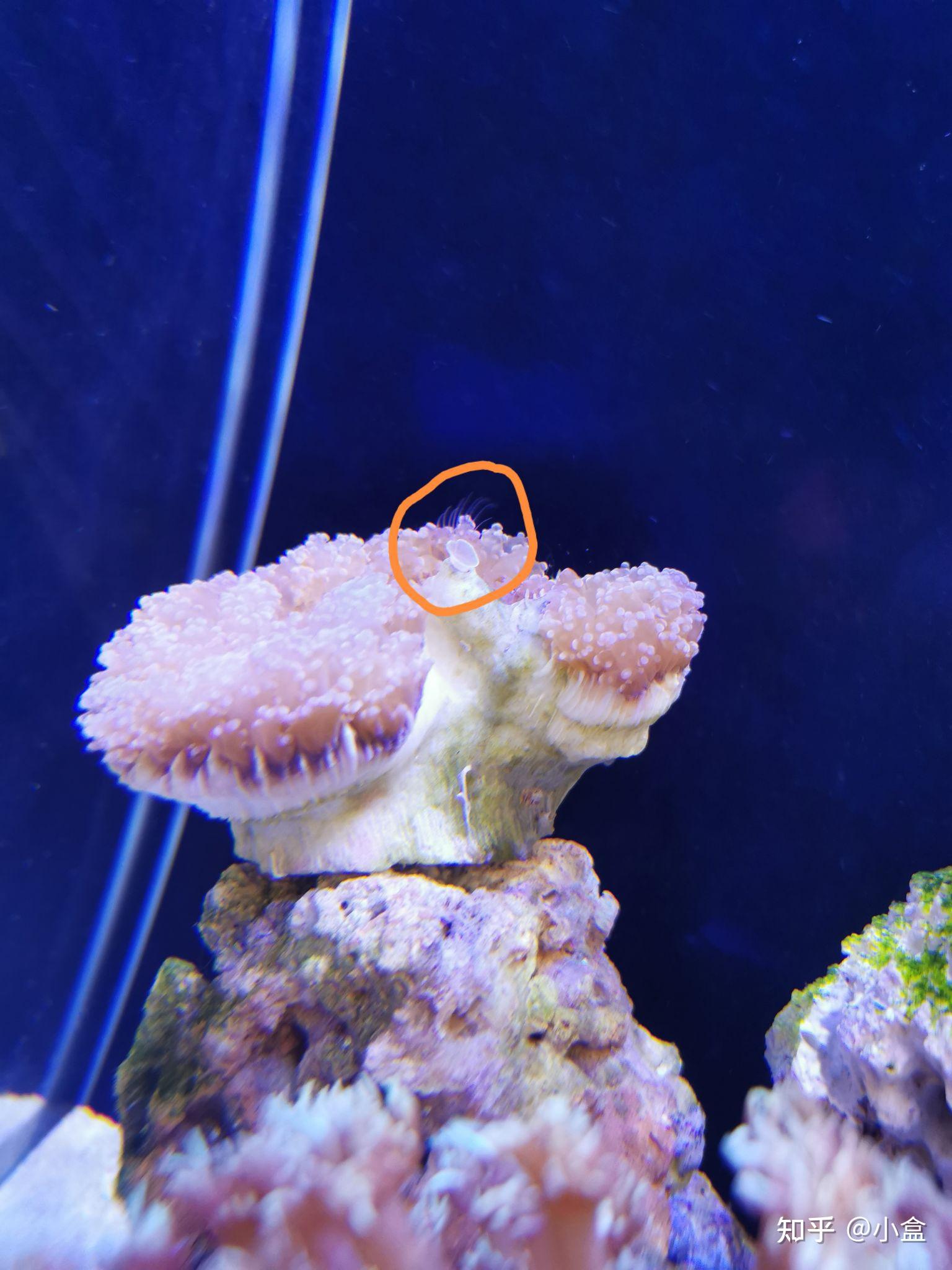 花瓶珊瑚上面这是什么东西