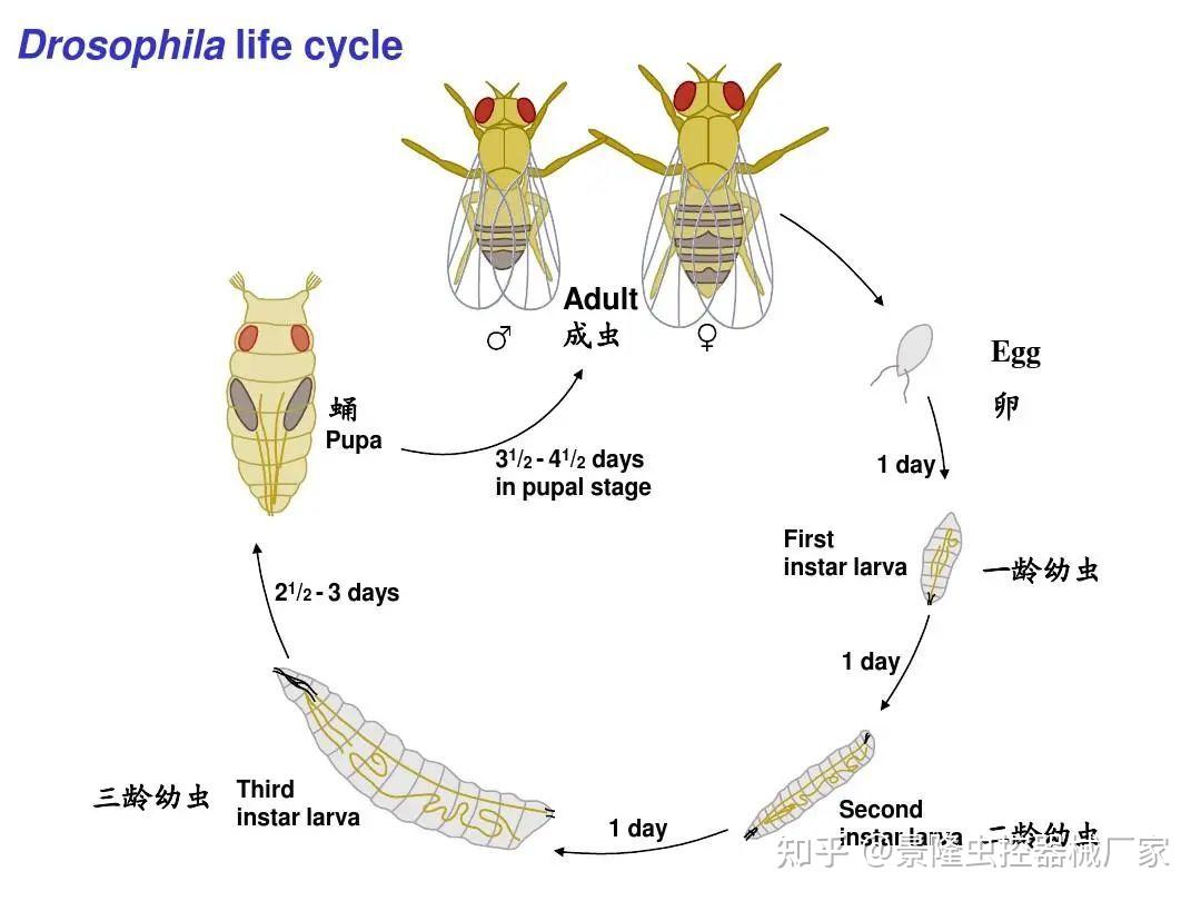 果蝇自羽化后8h可交配,2天后即可产卵,成虫果蝇在25℃下一般存活37天