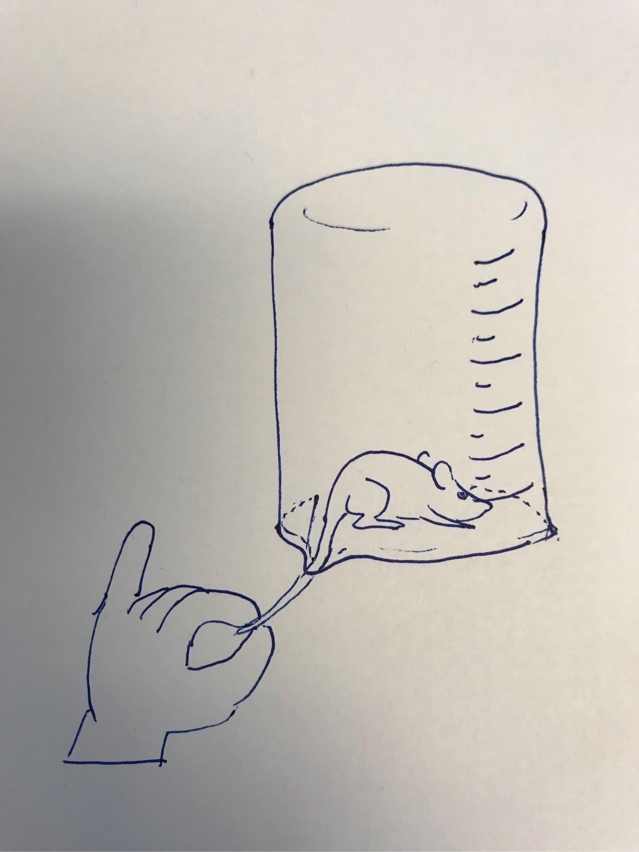 小鼠尾静脉注射操作需要注意什么?