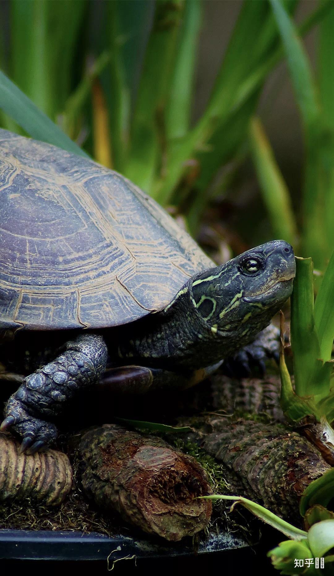 有哪些好看的乌龟照片? - 知乎
