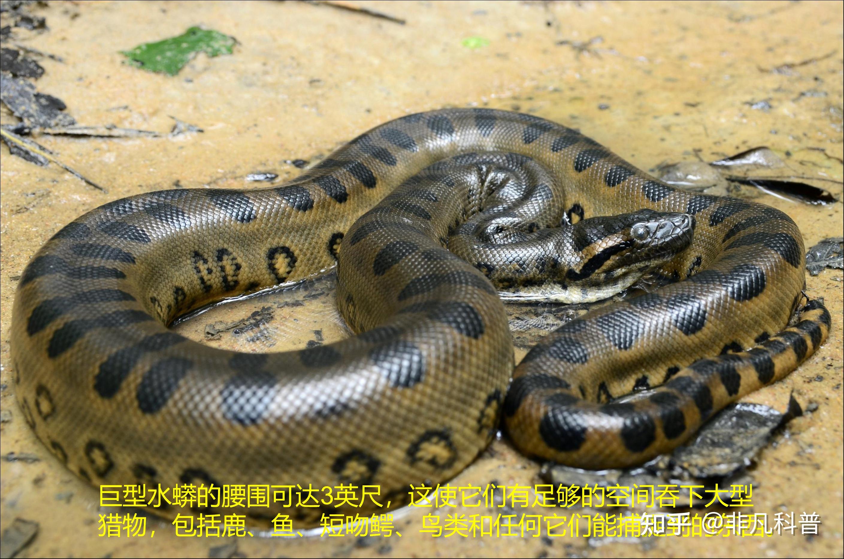 世界最大的蛇图片 世界上最大的蛇有多长_华夏智能网