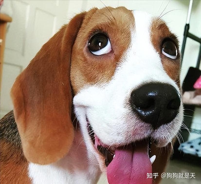 原来它们是有这些特征的! - 知乎