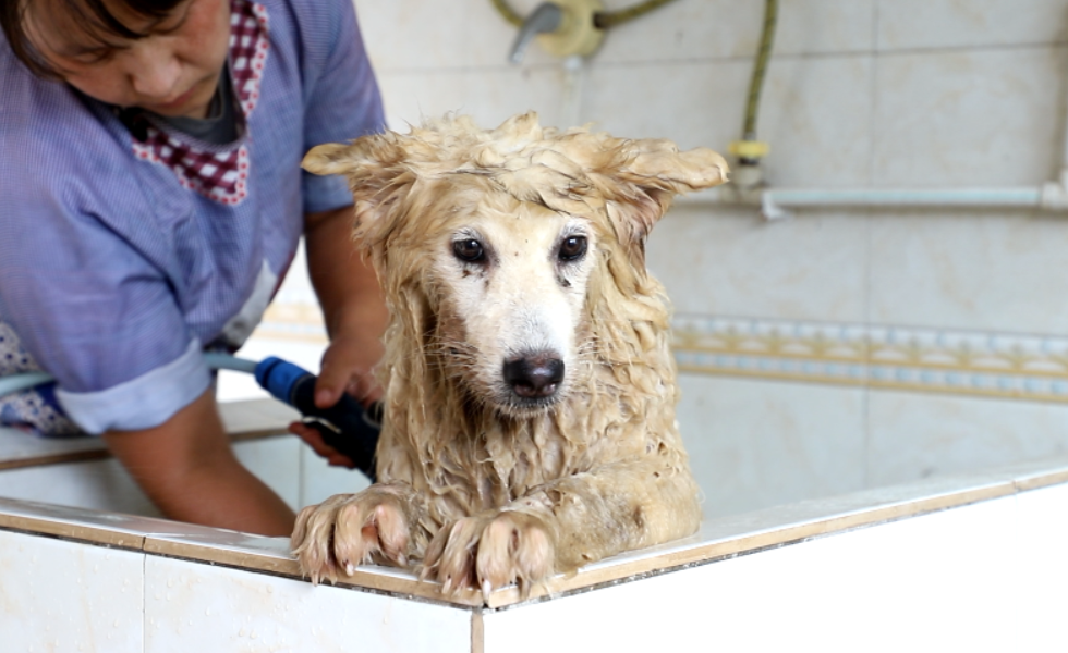 7岁小男孩捡到一只脏狗嫌弃它太脏给它洗了澡后看呆了
