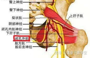 干货 每天分享一块肌肉 闭孔外肌 知乎