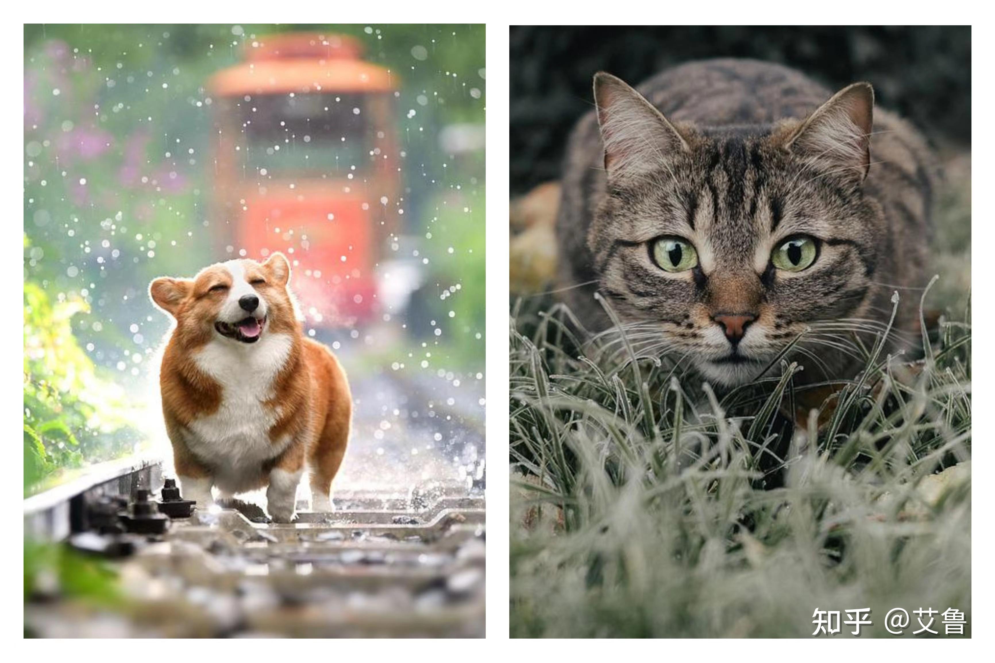 猫猫狗狗眼里的世界是怎样的?