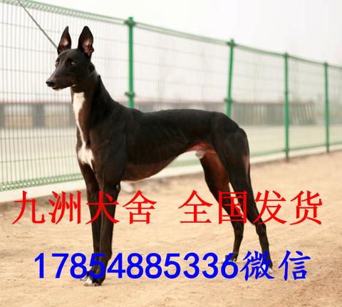 九洲犬舍