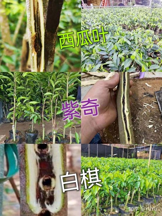 奇楠扦插苗掀起沉香创富高潮