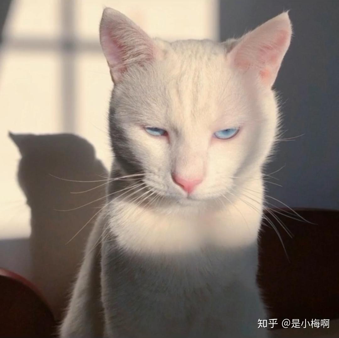 能给我一些高冷的猫的画做头像吗