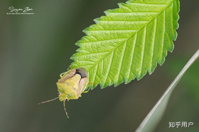 请问这是什么虫子绿色硬壳会飞