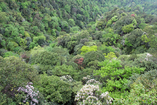 罗霄山脉生物多样性的绿色明珠大陆东部古老的生物避难所