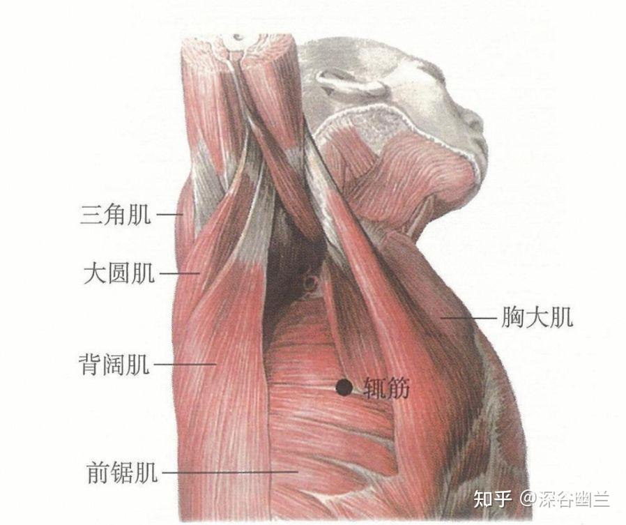 辄筋穴是前锯肌激痛点,其牵涉痛在腋下肋胸处和肩胛骨内侧缘下部,并