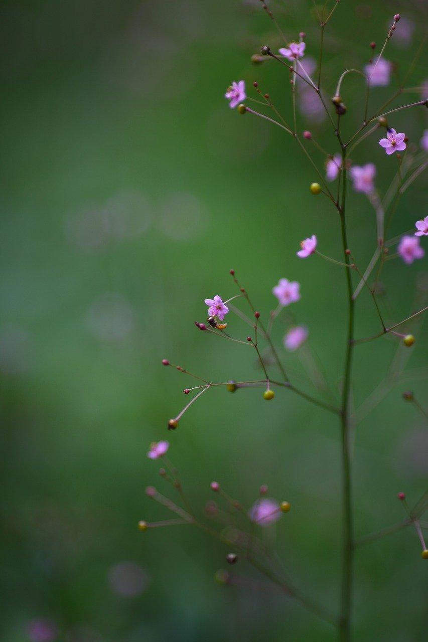 天麻的苗什么样子
