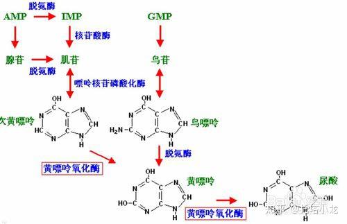 运动人群如何通过膳食清除体内自由基?