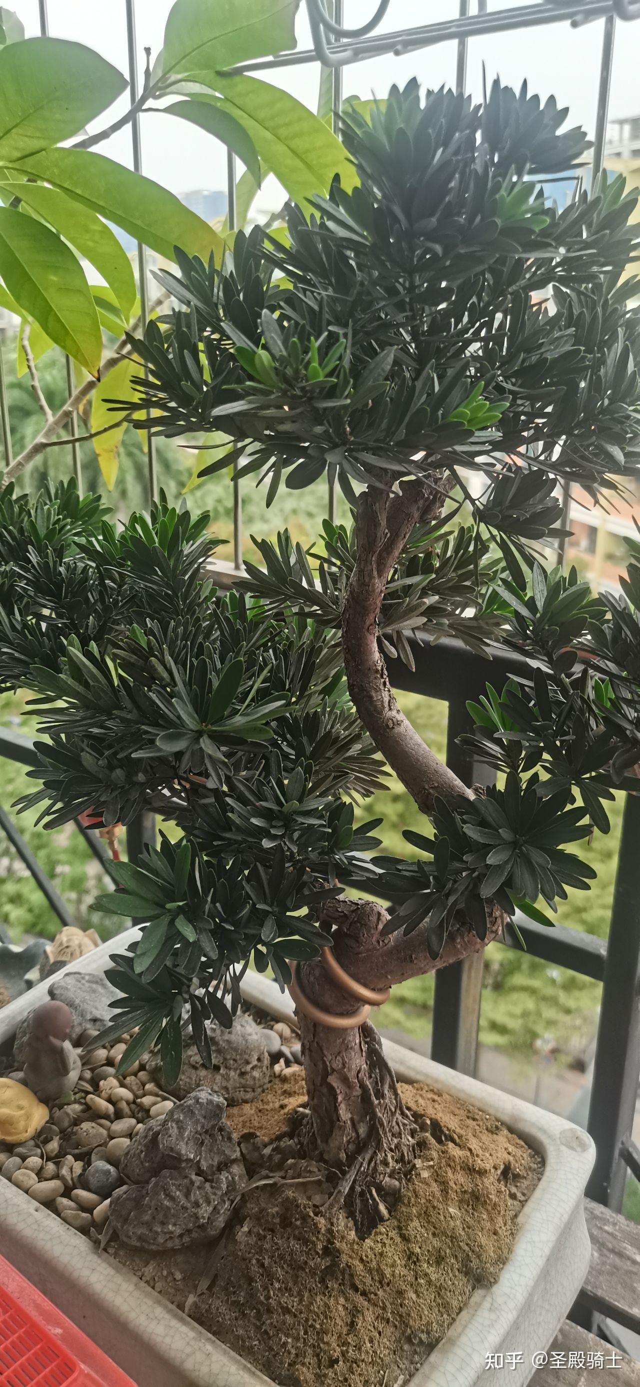 四季常绿的植物有哪些? - 知乎