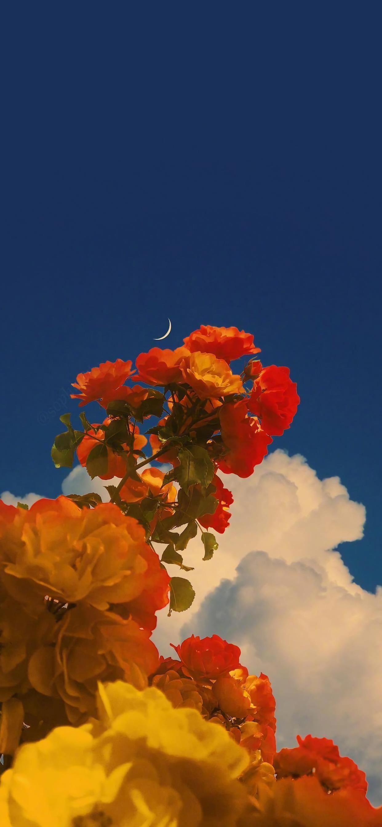 有没有壁纸关于花的而且特别酷的风格原来在网易云保存封面得到的