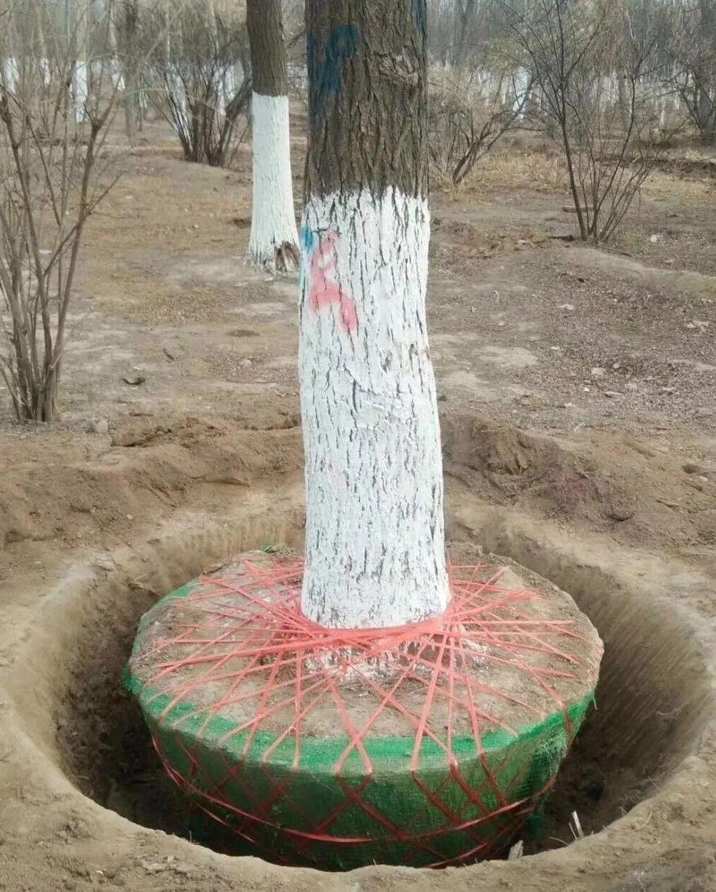 三普挖树机是采用链式旋切的方式,模仿人工挖树原理,360°两次旋切,3