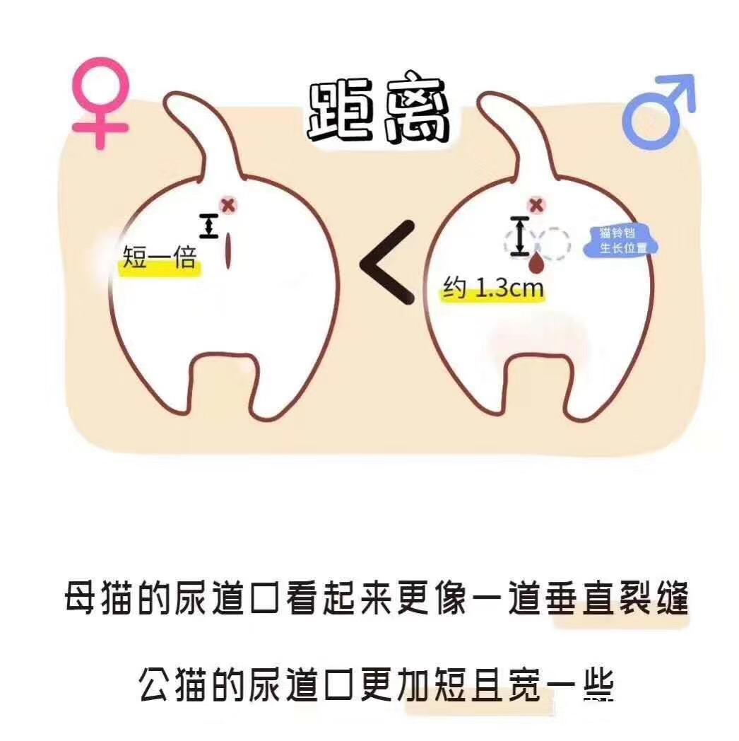 小猫怎么分辨公母啊?