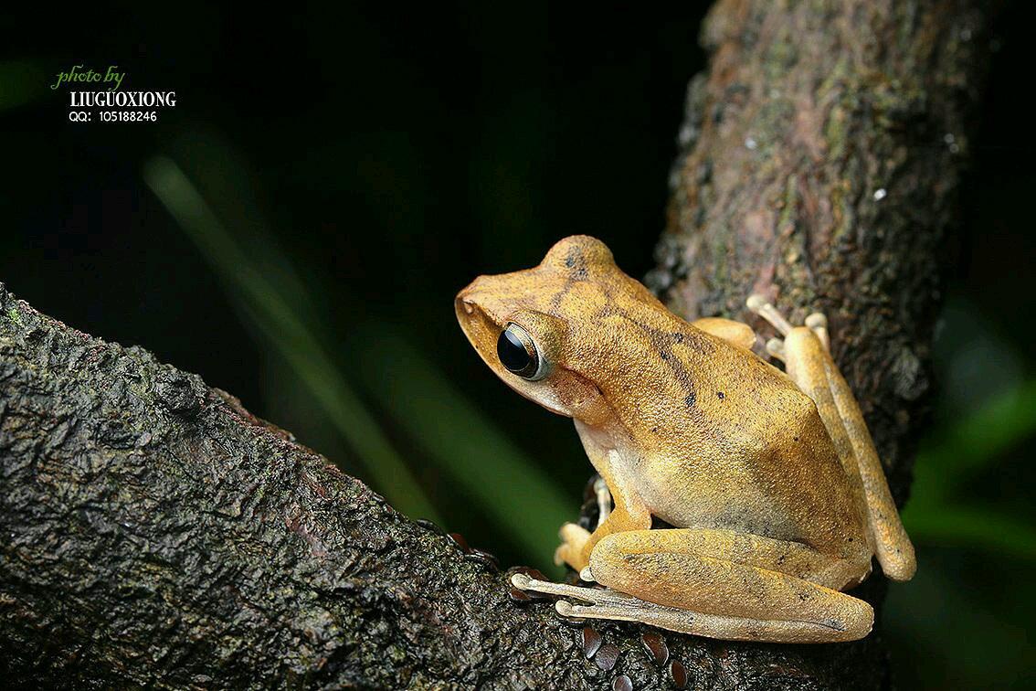 请问这白色的是什么品种的蛙?