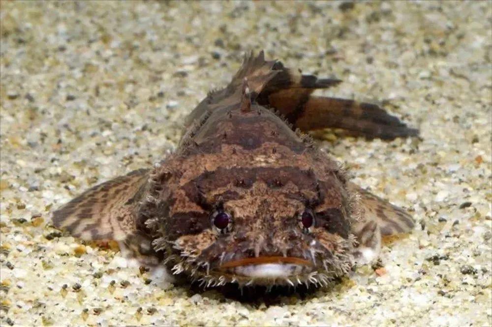 这种蟾鱼隐藏自己的秘密,竟然无声无息地完成交配!