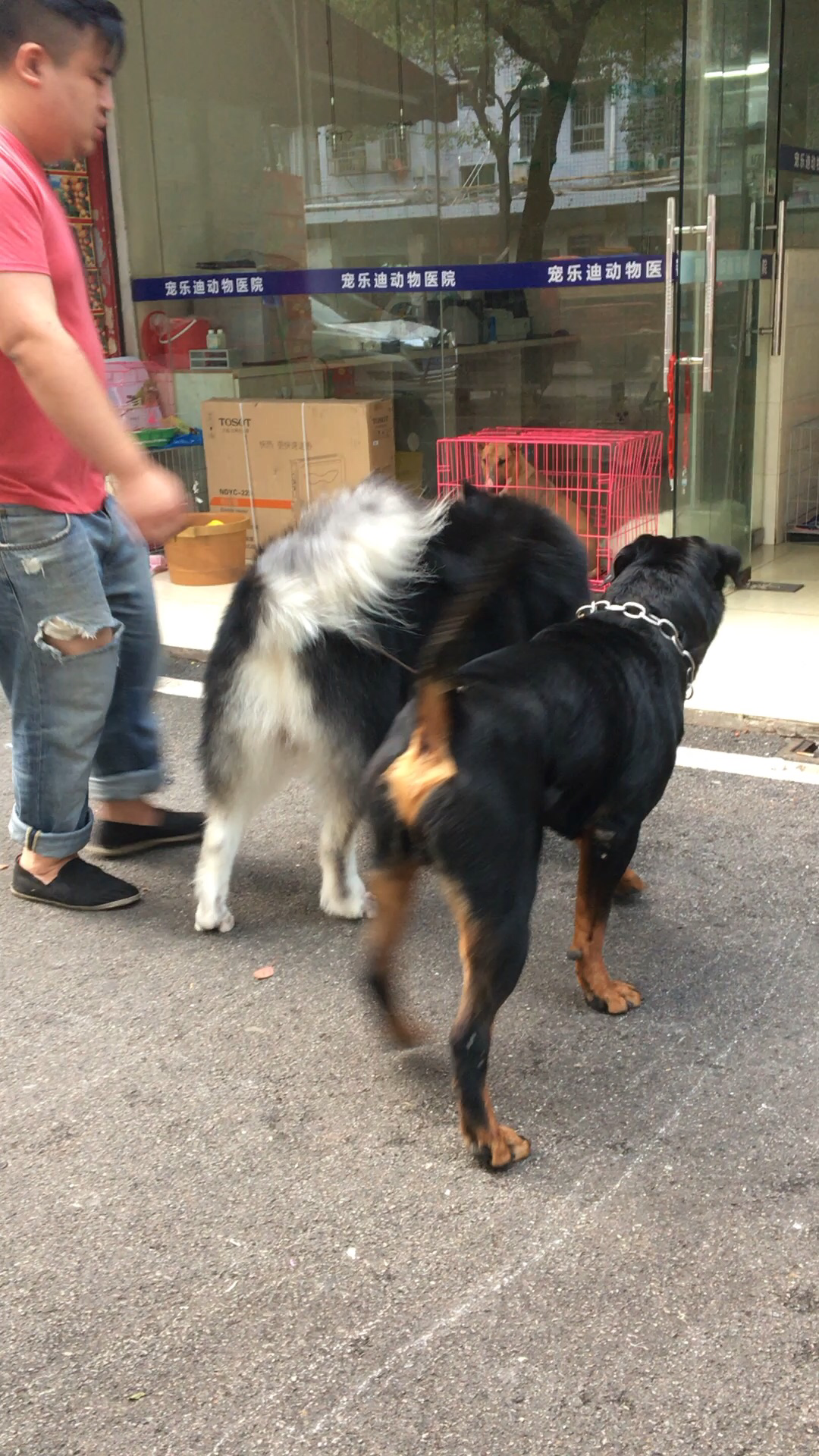 什么宠物狗最好养又干净 v2-13cb1ec8f0484e6c4e4717b37251e29b.png